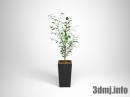 plant_0035_Ficus benjamina