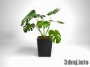 plant_0038_Monstera_2