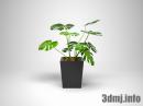 plant_0039_Monstera_3