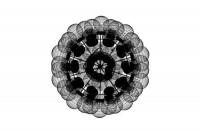 light_0137_TARAXACUM S1 pendant light