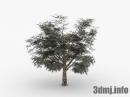 F_simpletree_002