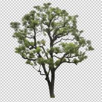 SHERPACK_添景切り抜き素材集VOL,1【高木編Ⅰ】