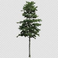 SHERPACK_添景切り抜き素材集VOL,1【高木編Ⅰ】