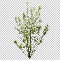 SHERPACK_添景切り抜き素材集VOL,2【中木編Ⅰ】