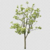 SHERPACK_添景切り抜き素材集VOL,2【中木編Ⅰ】