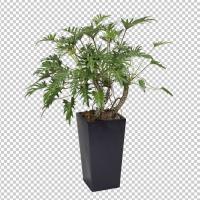 SHERPACK_添景切り抜き素材集VOL,3【観葉植物編Ⅰ】