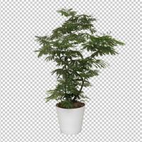 SHERPACK_添景切り抜き素材集VOL,3【観葉植物編Ⅰ】