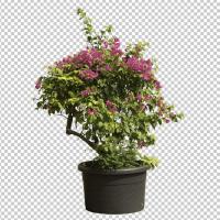 SHERPACK_添景切り抜き素材集VOL,4【花編Ⅰ】