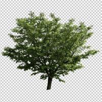 SHERPACK_添景切り抜き素材集VOL,5【高木編Ⅱ】