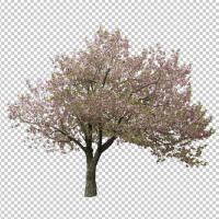 SHERPACK_添景切り抜き素材集VOL,5【高木編Ⅱ】