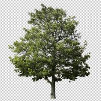 SHERPACK_添景切り抜き素材集VOL,5【高木編Ⅱ】